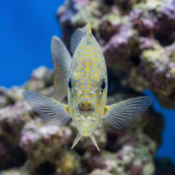 Alternative view of Goldspotted Rabbitfish