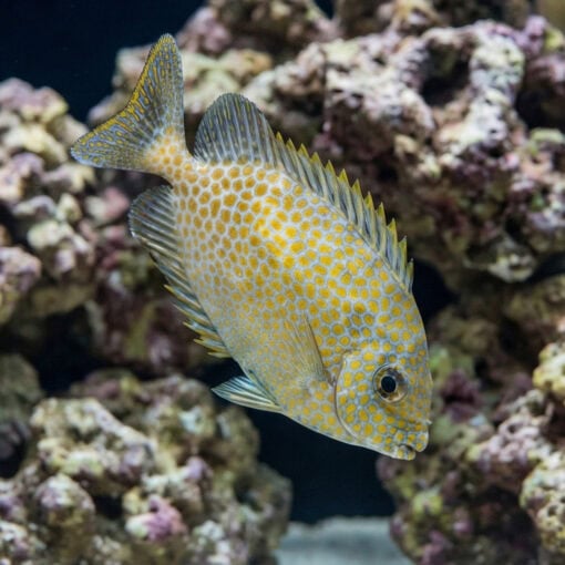Goldspotted Rabbitfish - Image 3