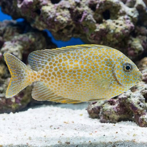Goldspotted Rabbitfish - Image 4