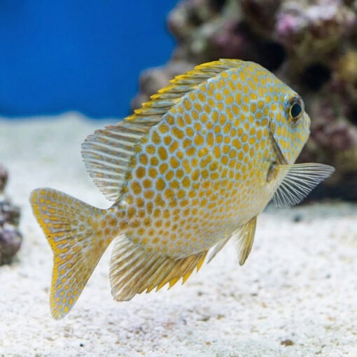 Goldspotted Rabbitfish - Image 5