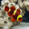 Gold Stripe Maroon Clownfish: Captive Bred