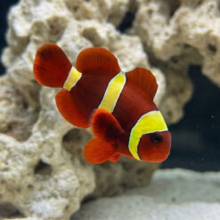 Gold Stripe Maroon Clownfish: Captive Bred
