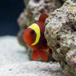 Alternative view of Gold Stripe Maroon Clownfish: Captive Bred