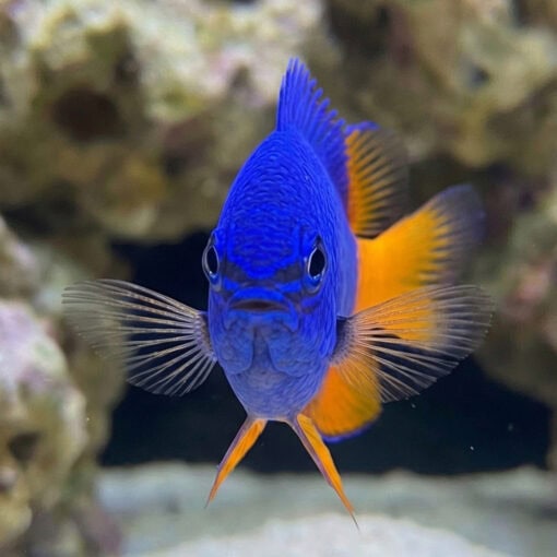 Goldtail Half Blue Damsel - Image 2