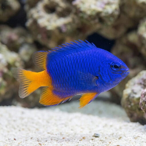 Goldtail Half Blue Damsel - Image 3