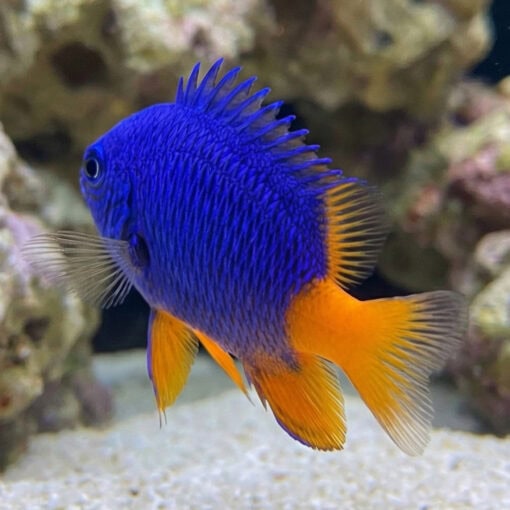 Goldtail Half Blue Damsel - Image 4