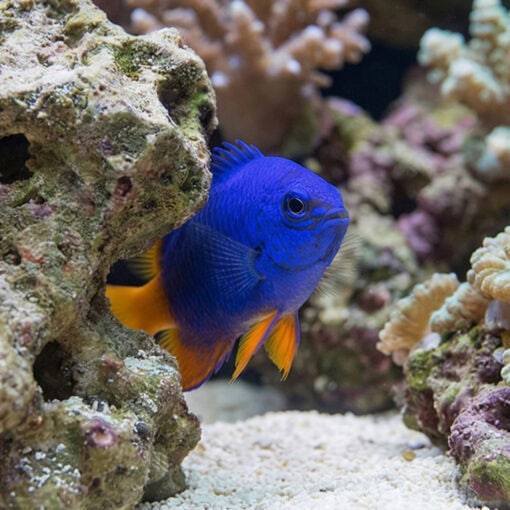 Goldtail Half Blue Damsel - Image 5