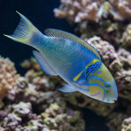 Goldbar Wrasse - Image 2