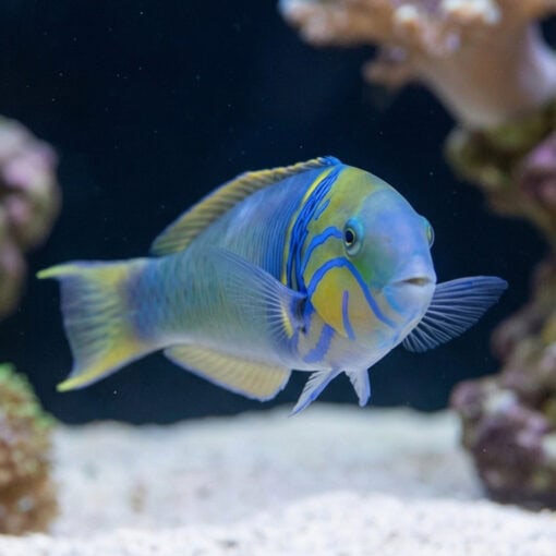 Goldbar Wrasse