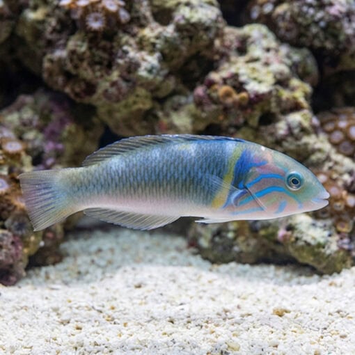 Goldbar Wrasse - Image 3