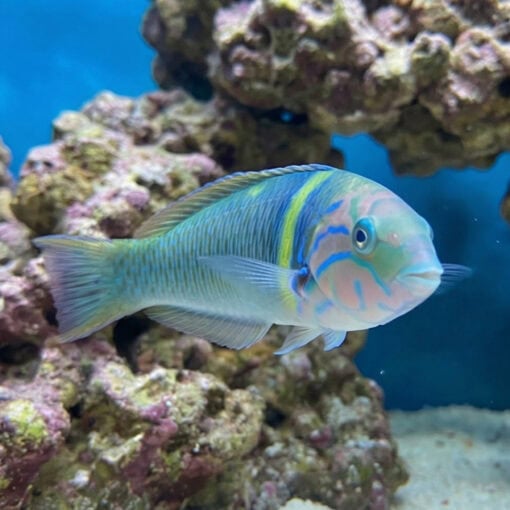 Goldbar Wrasse - Image 4