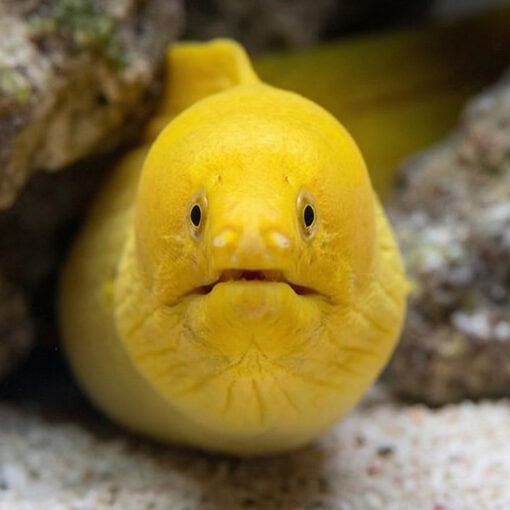 Banana Moray Eel - Image 2