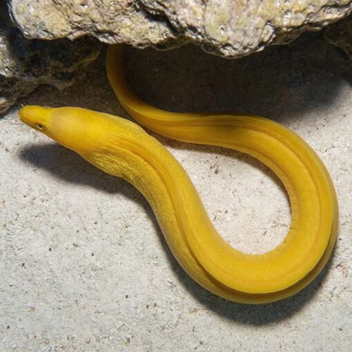 Banana Moray Eel - Image 3