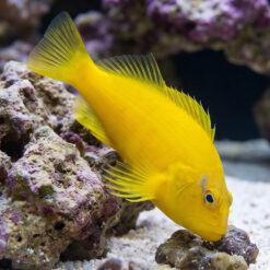 Golden Blue Line Hawkfish