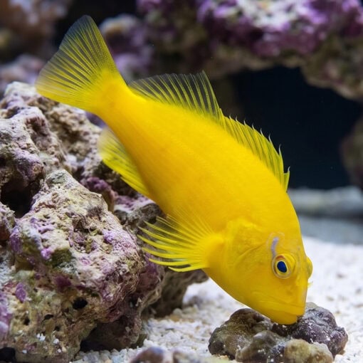 Golden Blue Line Hawkfish