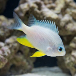 Golden Damsel