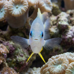 Alternative view of Golden Damsel