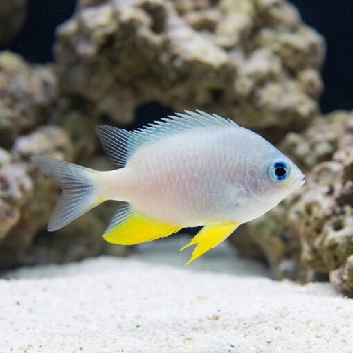 Golden Damsel - Image 3