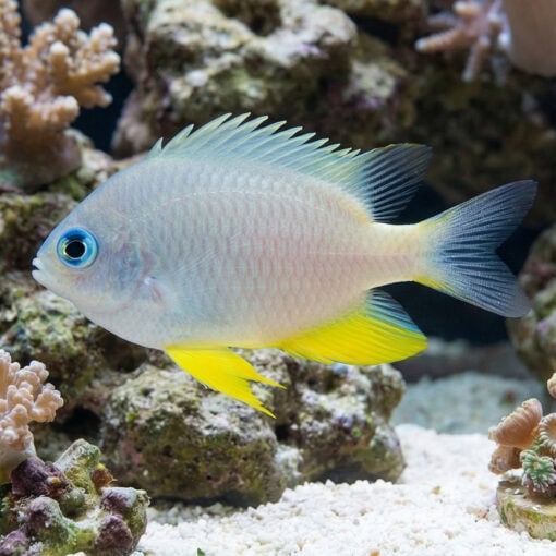 Golden Damsel - Image 4