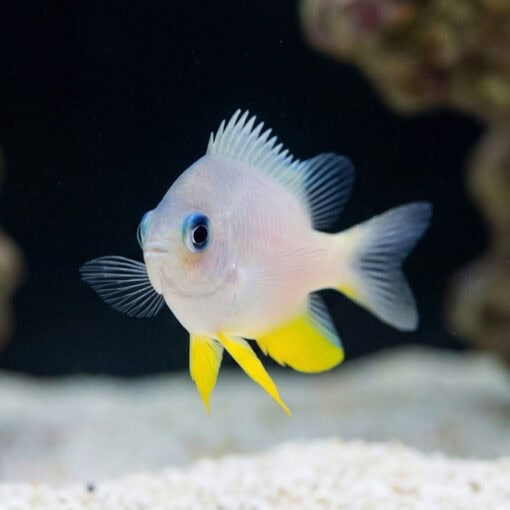 Golden Damsel - Image 5