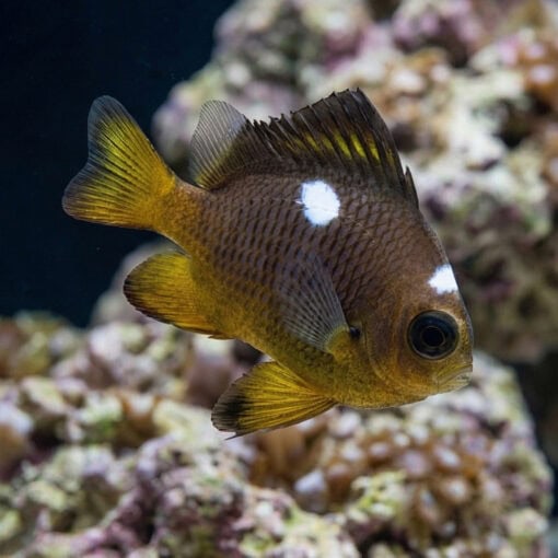 Golden Domino Damsel