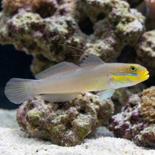 Golden Headed Sleeper Goby