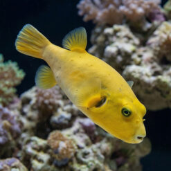 Golden Puffer