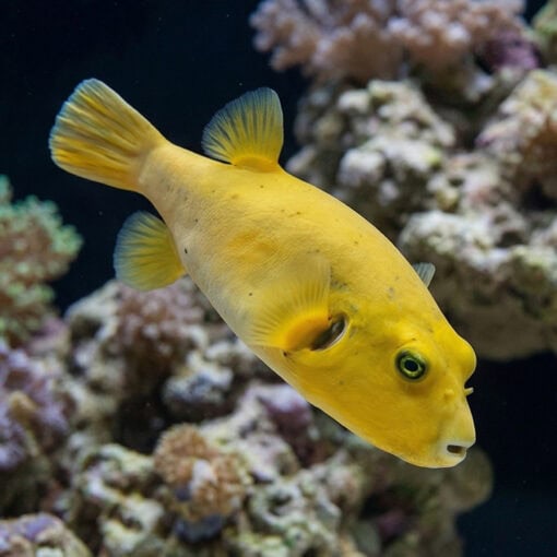 Golden Puffer