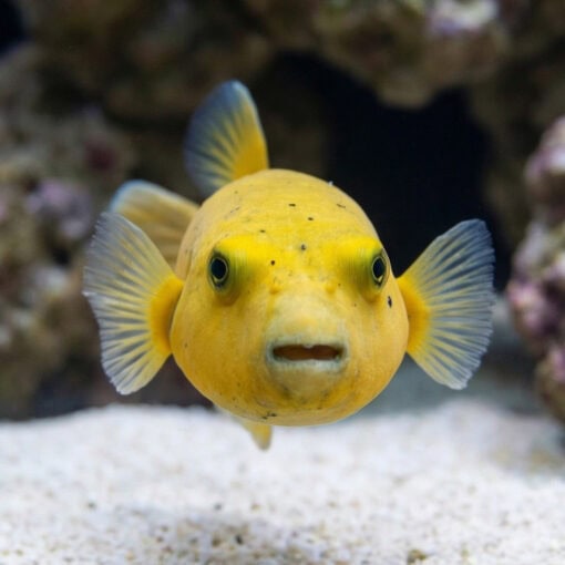 Golden Puffer - Image 2