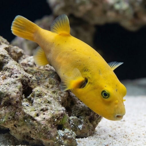Golden Puffer - Image 4