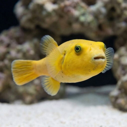 Golden Puffer - Image 5