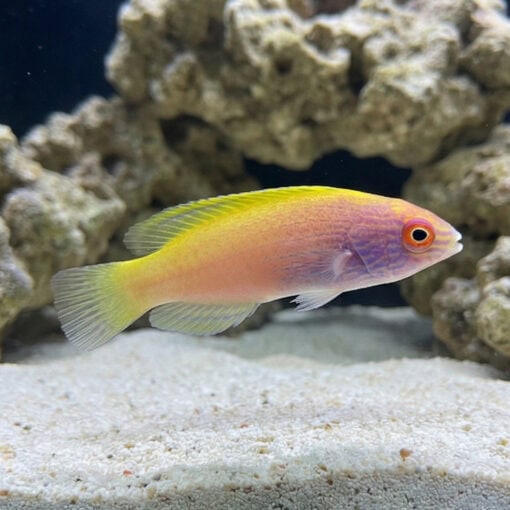 Rhomboid Golden Fairy Wrasse - Image 3