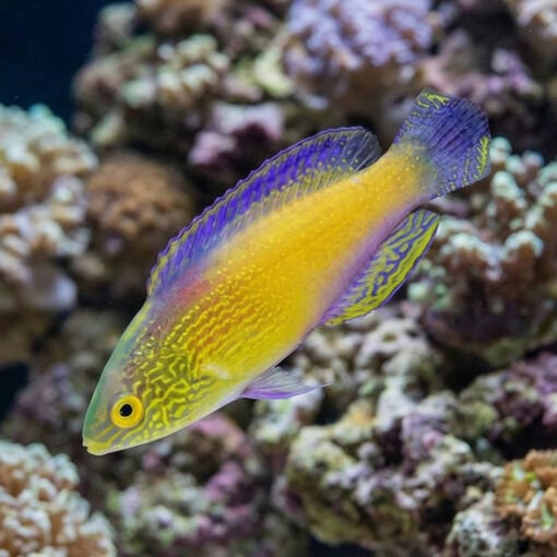 Rhomboid Golden Fairy Wrasse - Image 4