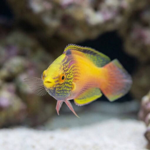 Rhomboid Golden Fairy Wrasse - Image 2