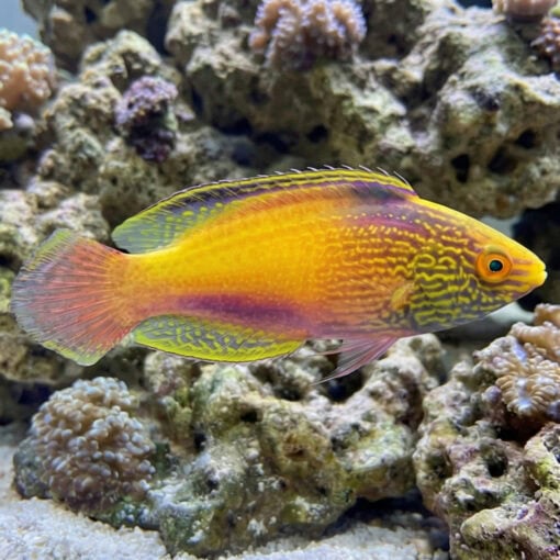 Rhomboid Golden Fairy Wrasse - Image 5