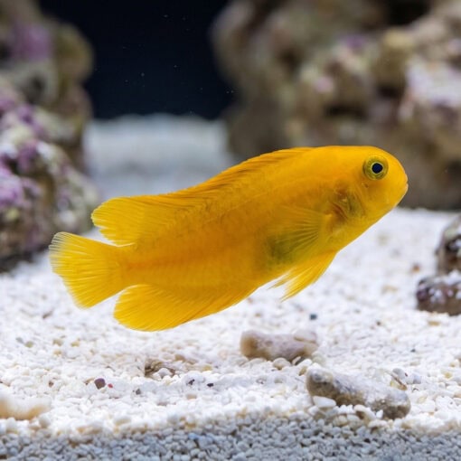 Golden Sailfin Blenny