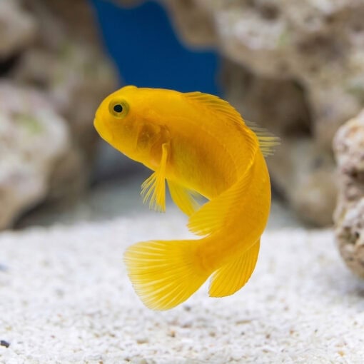 Golden Sailfin Blenny - Image 2