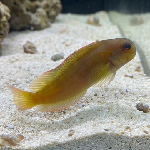 Golden Sailfin Blenny - Image 3