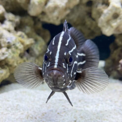 Alternative view of Six Lined Soapfish