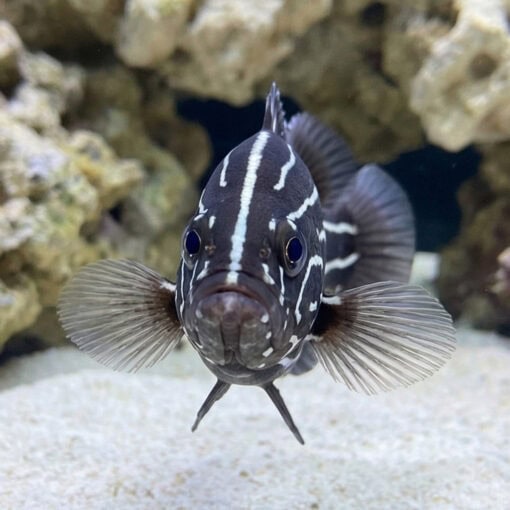 Six Lined Soapfish - Image 2