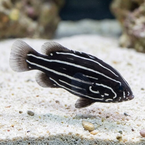 Six Lined Soapfish - Image 3