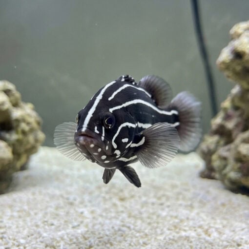 Six Lined Soapfish - Image 4