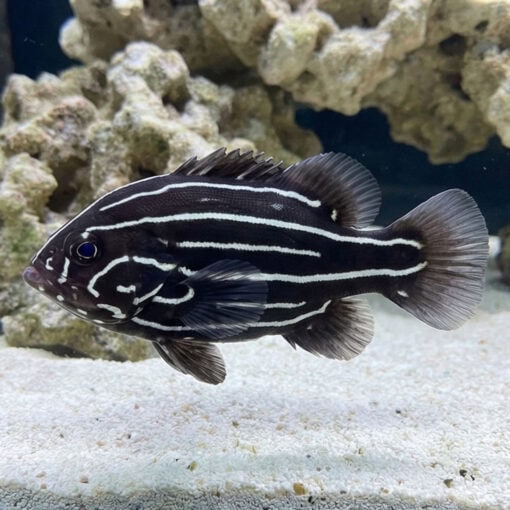 Six Lined Soapfish - Image 5