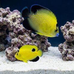 Goldflake Angelfish (Apolemichthys xanthopunctatus) two yellow fish with black markings swimming near live rock in reef aquarium