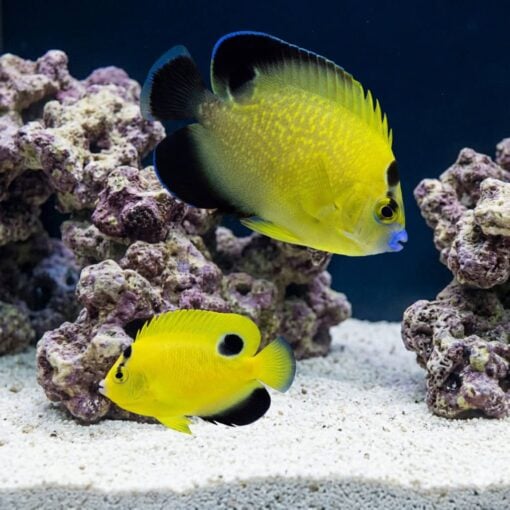 Goldflake Angelfish (Apolemichthys xanthopunctatus) two yellow fish with black markings swimming near live rock in reef aquarium