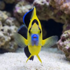 Alternative view of Goldflake Angelfish