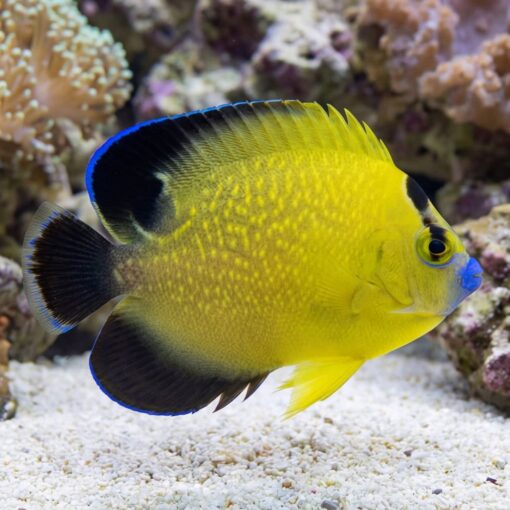 Goldflake Angelfish - Image 5