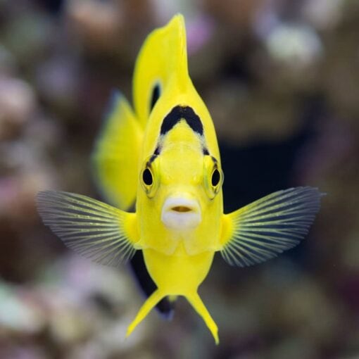 Goldflake Angelfish - Image 3