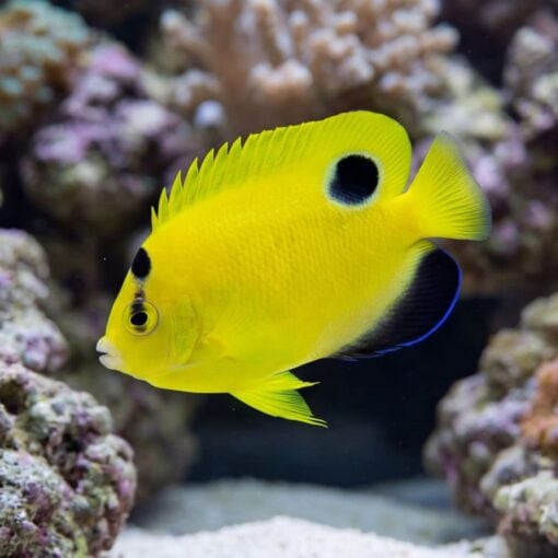 Goldflake Angelfish - Image 4