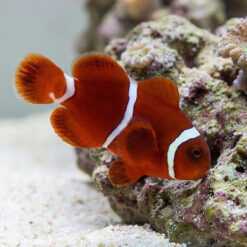 Goldflake Maroon Clownfish: Captive Bred